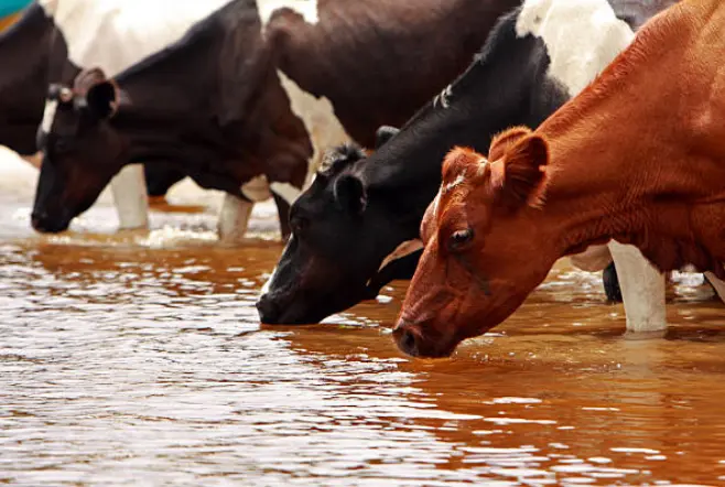 Vacas bebiendo en una balsa de agua. Fotografía de archivo