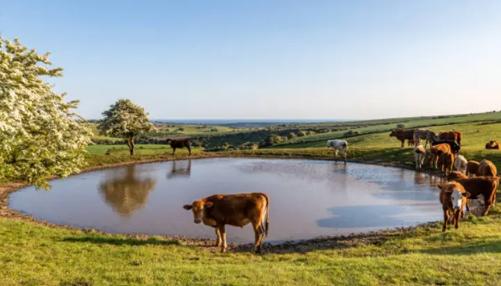 Vacas bebiendo en una balsa de agua. Fotografía de archivo