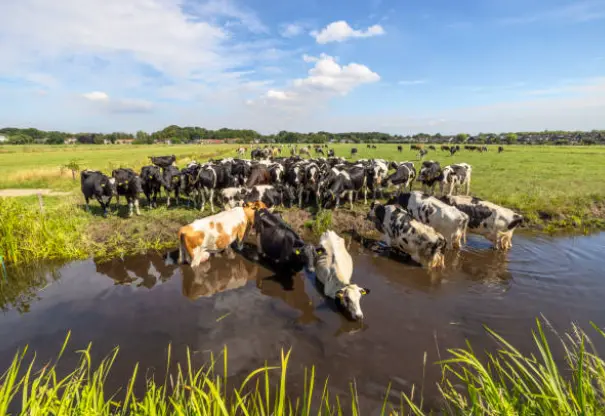 Vacas bebiendo en una balsa de agua. Fotografía de archivo