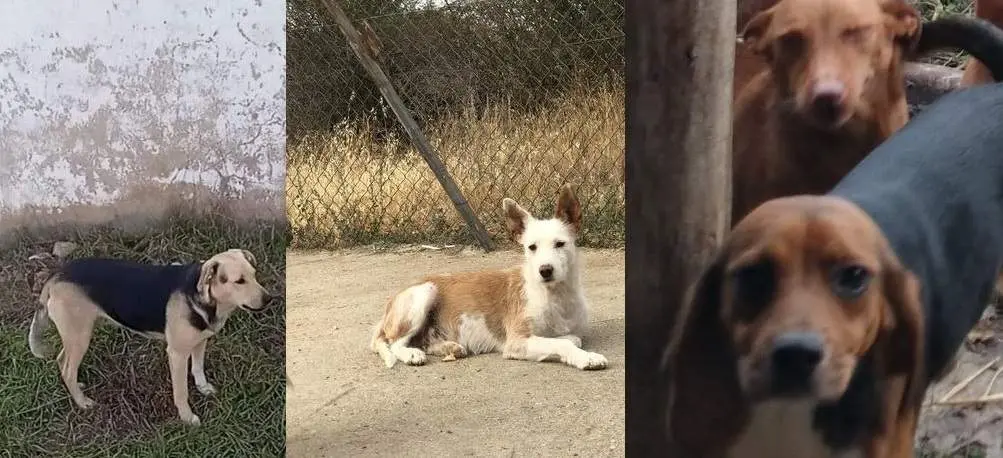 Perros perdidos