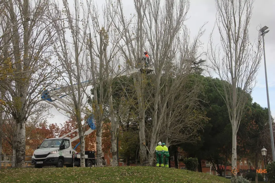 Trabajadores municipales realizando labores de poda en el aprque León Felipe