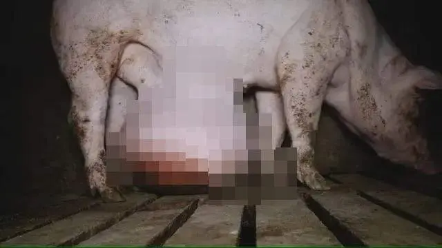 un cerco con un tumor