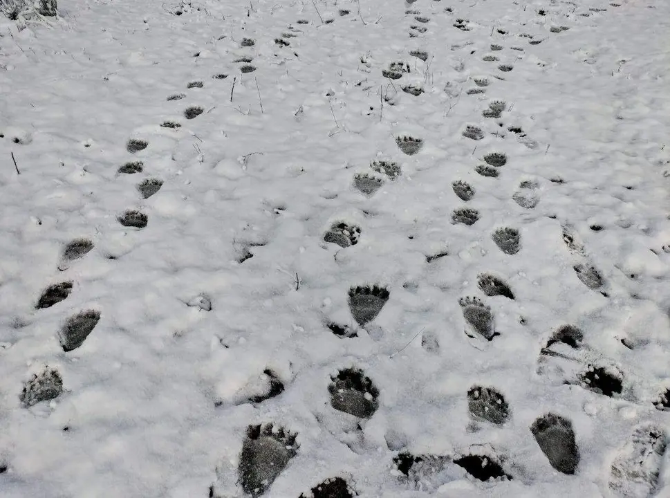 huellas de oso en la nieve. Imagen twitter Naturaleza CYL