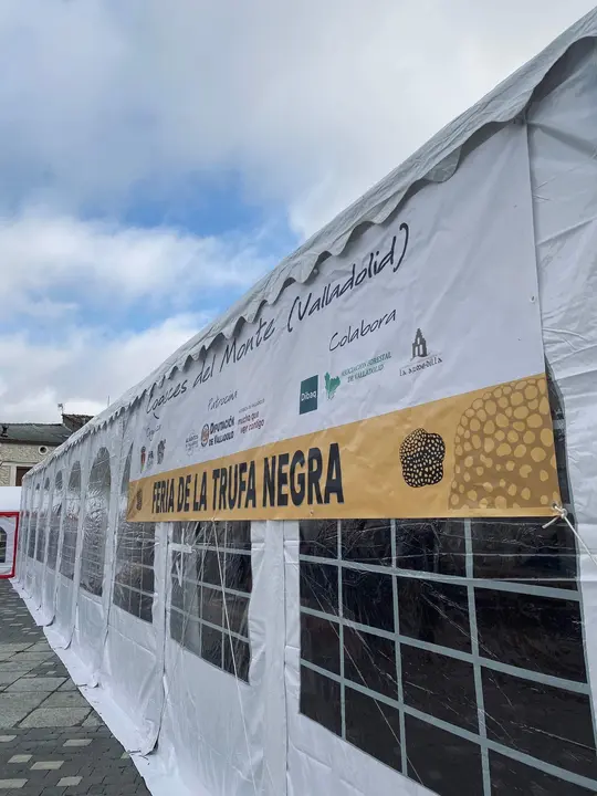 feria de la trufa negra