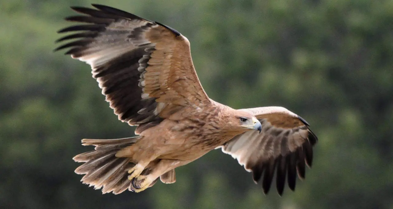 Águila imperial ibérica