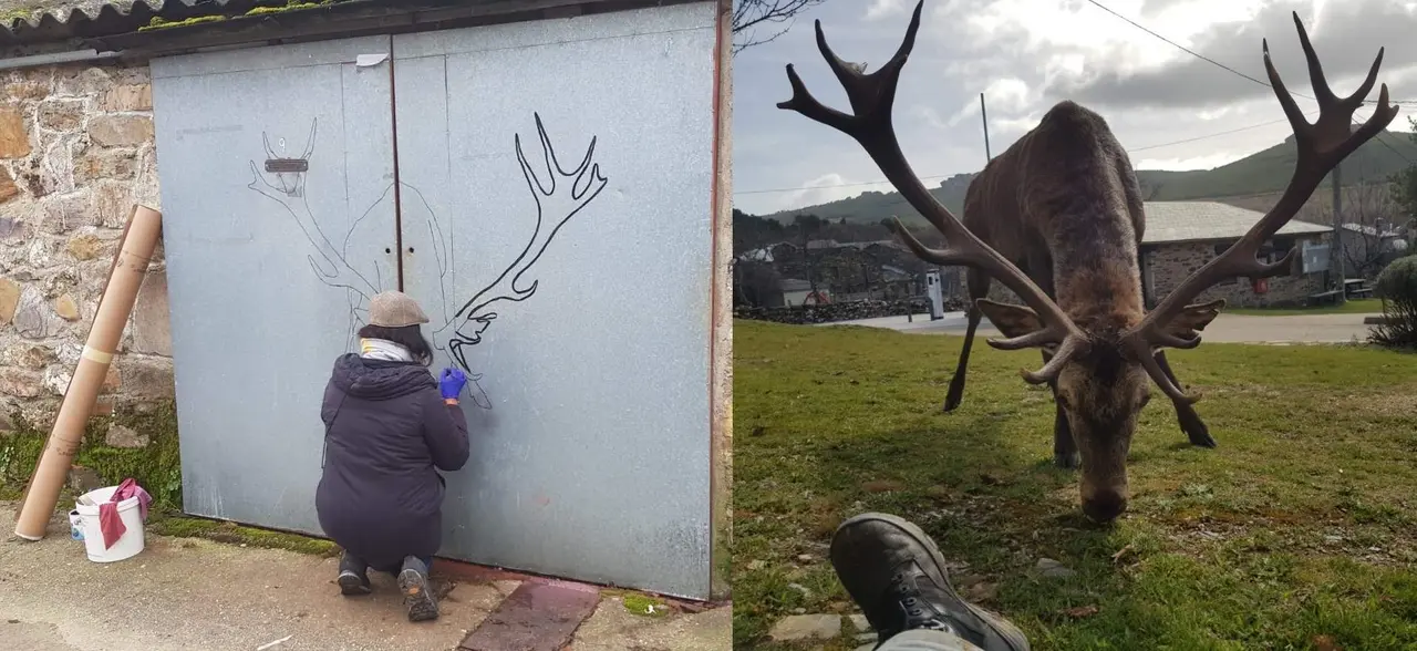 Una vecina de Linarejos dibuja la silueta del ciervo Carlitos en la puerta de un garaje. A la derecha, Carlitos a escasos metros de un vecino. Fotografías: CEDIDAS