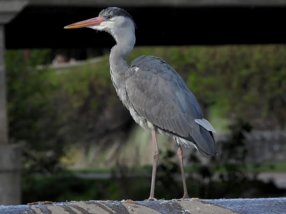 garza