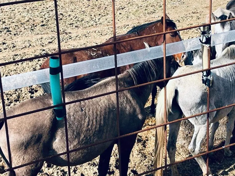 PACMA denuncia la presencia de caballos malnutridos y un cadáver en una explotación ganadera en Valladolid