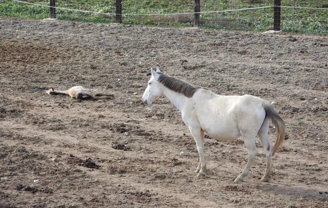 PACMA denuncia la presencia de caballos malnutridos y un cadáver en una explotación ganadera en Valladolid