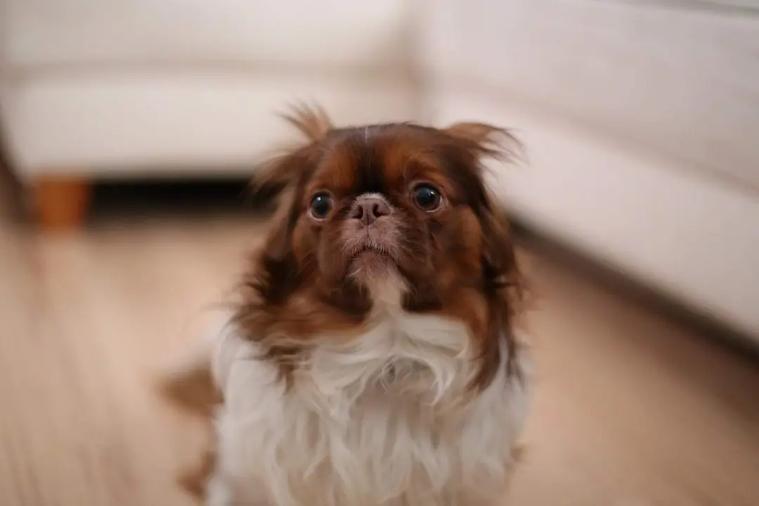 Perro asustado por petardos