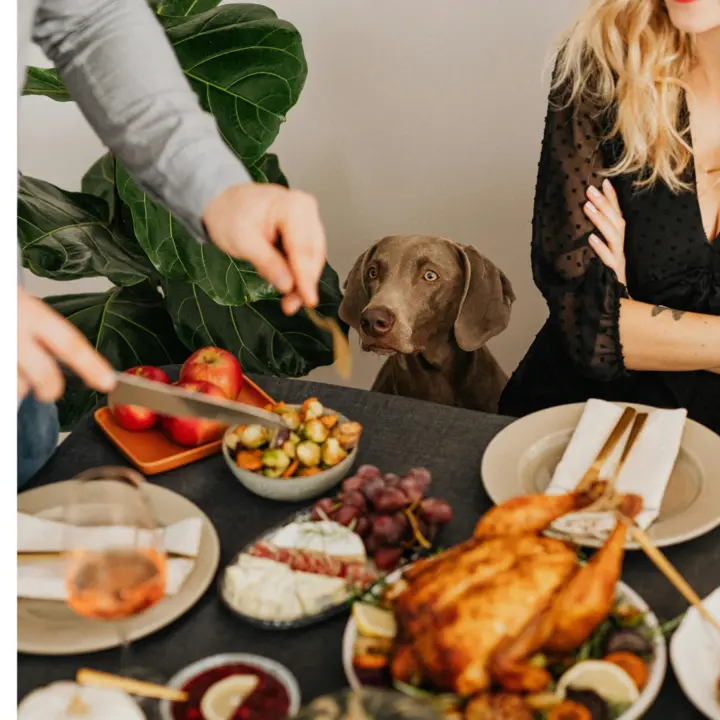 Perro comida navideña