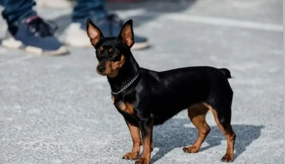 Perro perdido en Pereruela