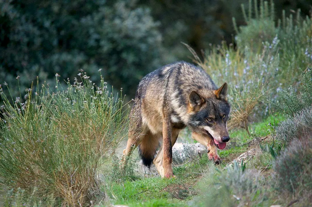 Lobo ibérico