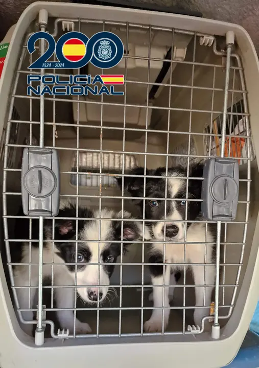 La Policía Nacional han desarticulado una organización criminal presuntamente dedicada a la importación, cría y venta ilegal de cachorros