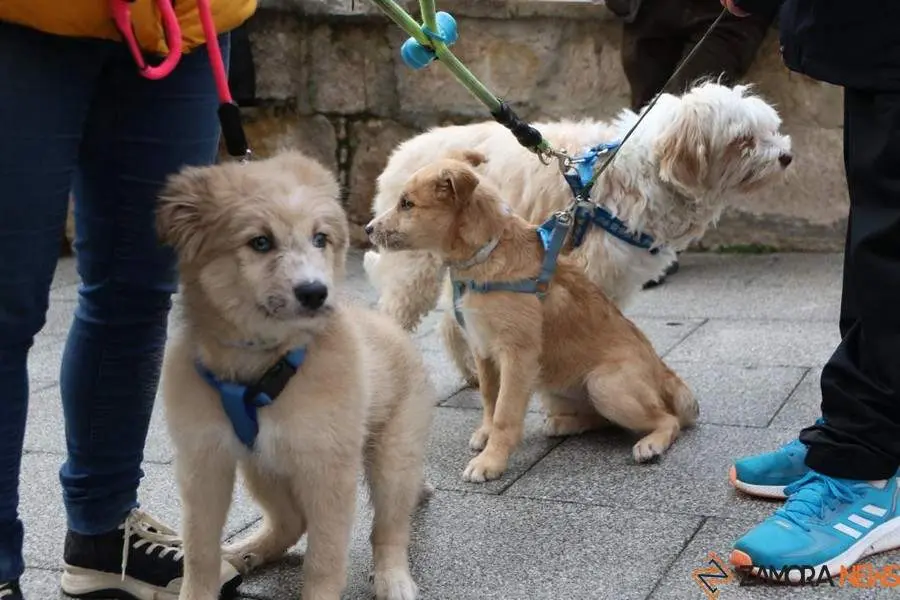 bendici&oacute;n de animales _6