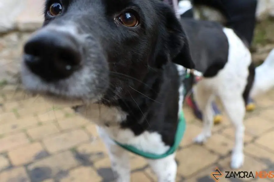 bendici&oacute;n de animales _7