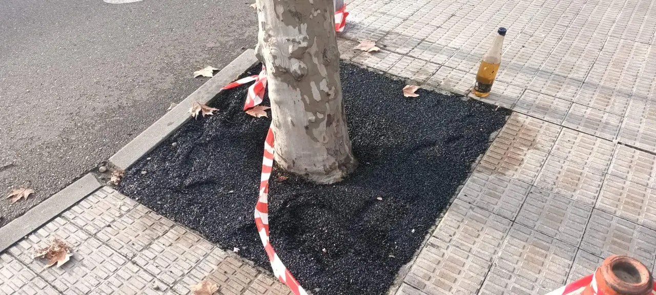 Estado en el que han qudado algunos de los alcornoques drenantes colocados en Santiago Alba Bonifaz. Fotografía: CEDIDA
