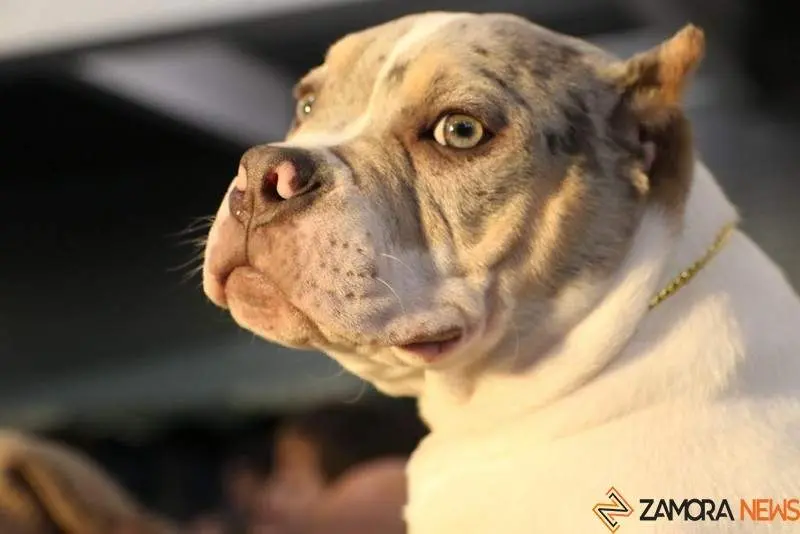 American Bully