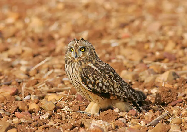 Búho
