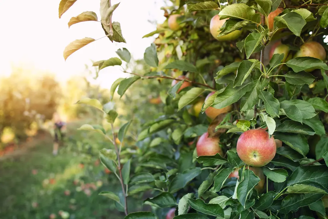 Manzanas