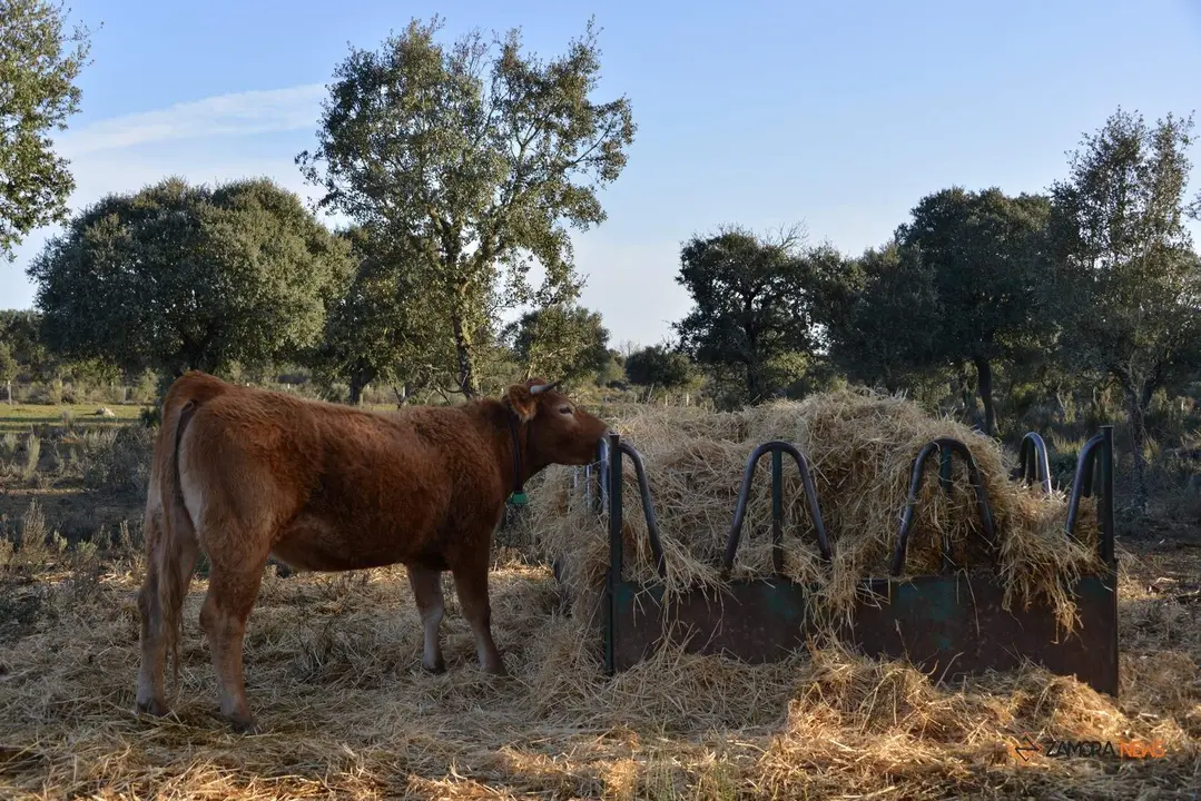 Vaca limusina en una explotación de Sayago