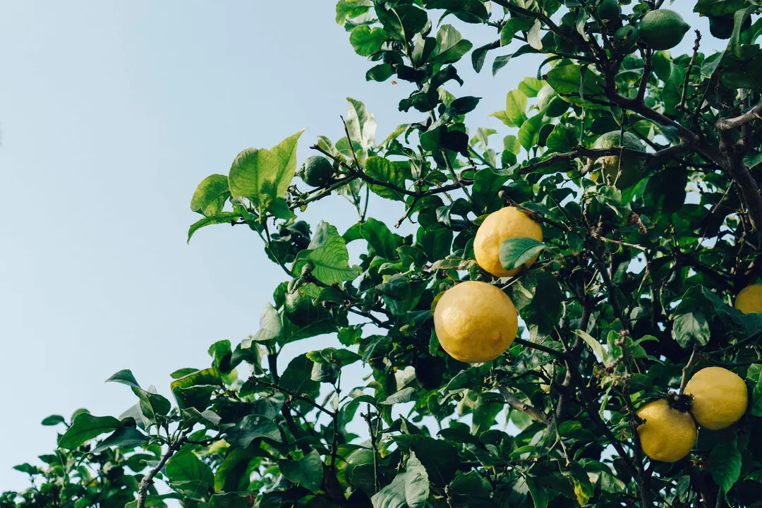 Limones en un árbol