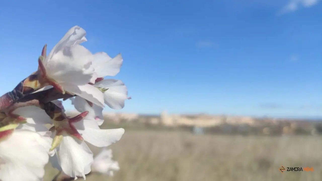 Almendros en flor a las afueras de Zamora