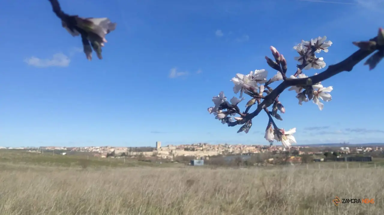 Almendros en flor a las afueras de Zamora