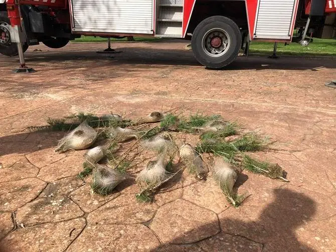 Nidos de procesionaria en Benavente vía Interbenavente.es