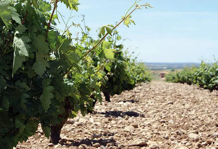 Viñedos de la bodega Elías Mora