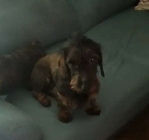 Perro Tecker desaparecido en Zamora