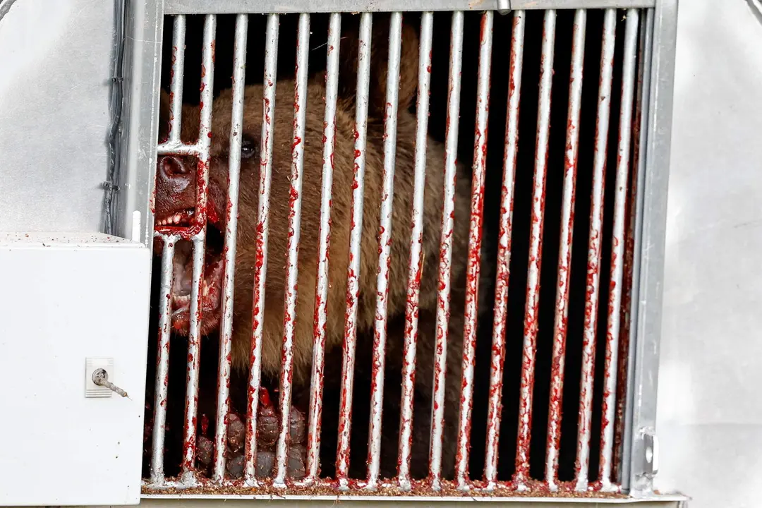 Osos crueldad