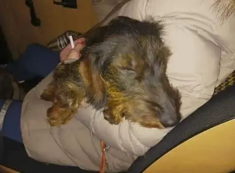 Cloe, la perrita teckel extraviada en Zamora regresa a manos de su dueña