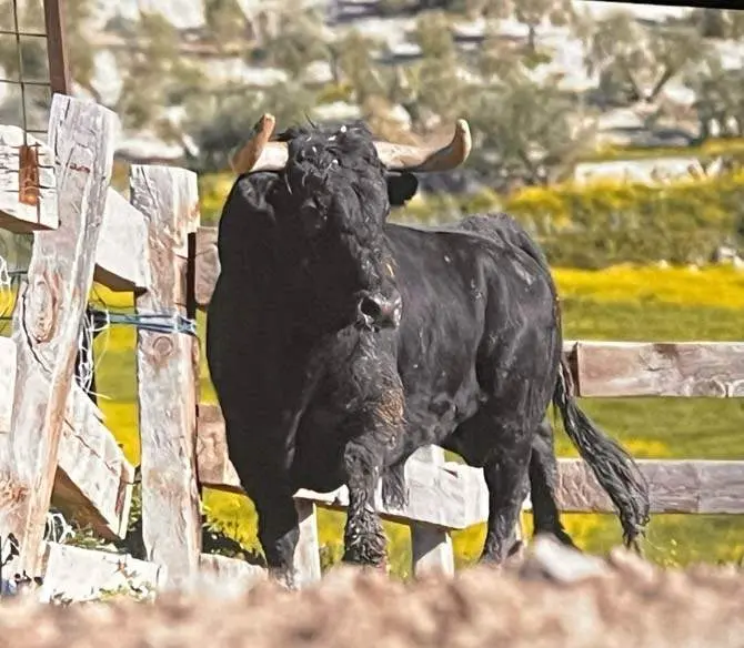 Meloso vía Interbenavente.es