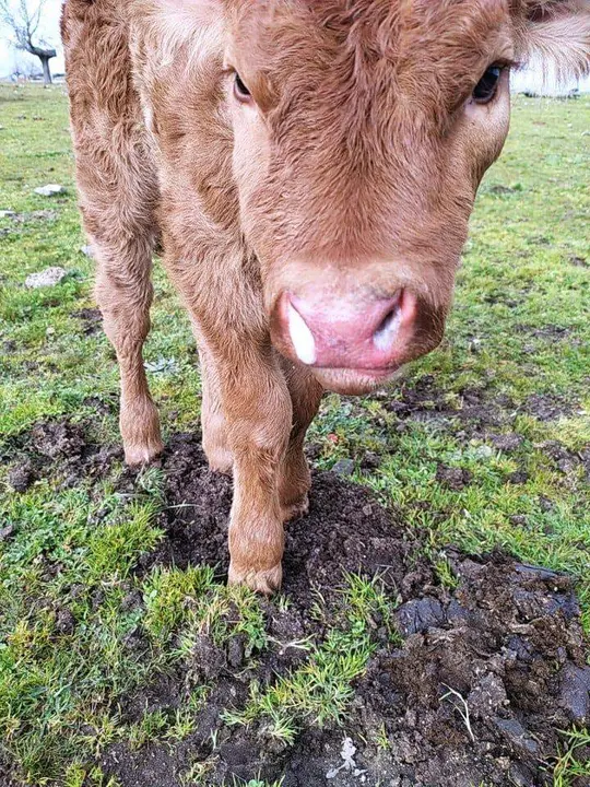 Cabaña bovina afectada por la EHE. Fotografía: Asociación de Ganaderos 19 de Abril