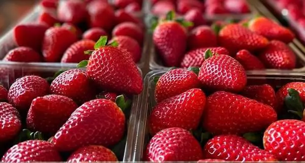 fresas