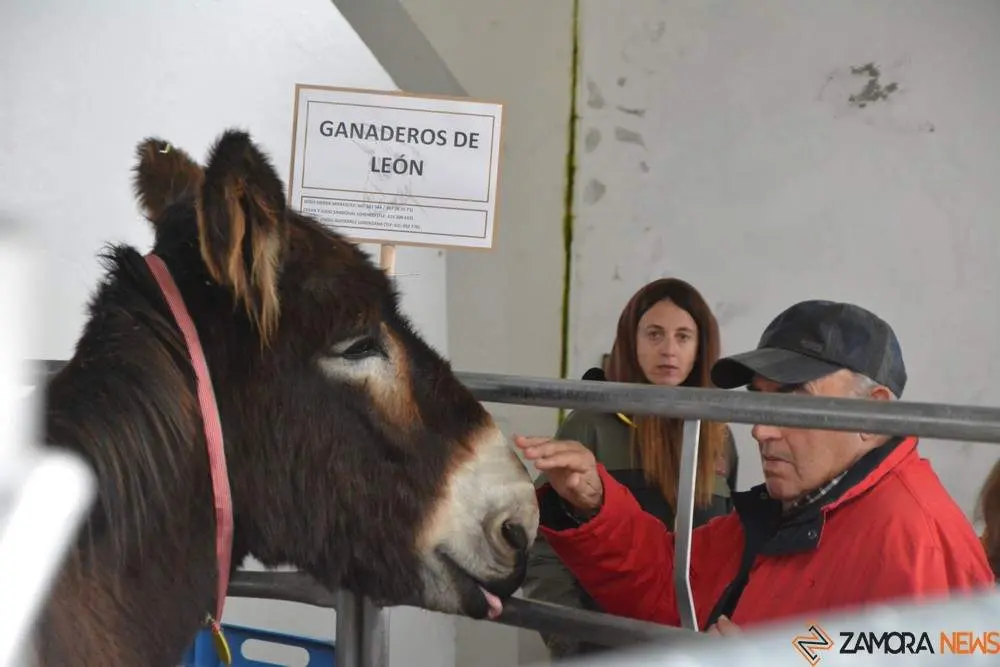 El asno zamorano leonés brilla con luz propia en San Vitero