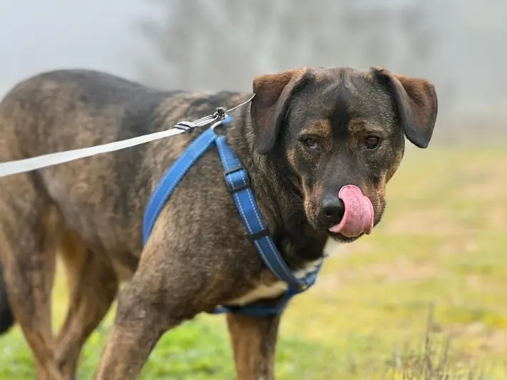 Berta, uno de los perros que se encuentra en el refugio de Animales Abandonados en Toro-Voluntariado