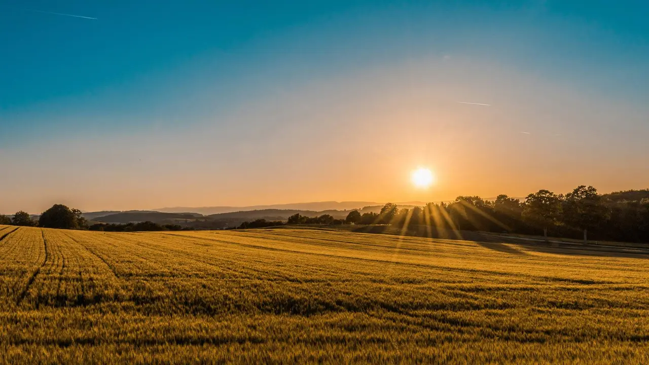 Campo de trigo al atardecer. Fotografía de archivo