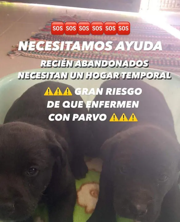 Perros abandonados en Toro