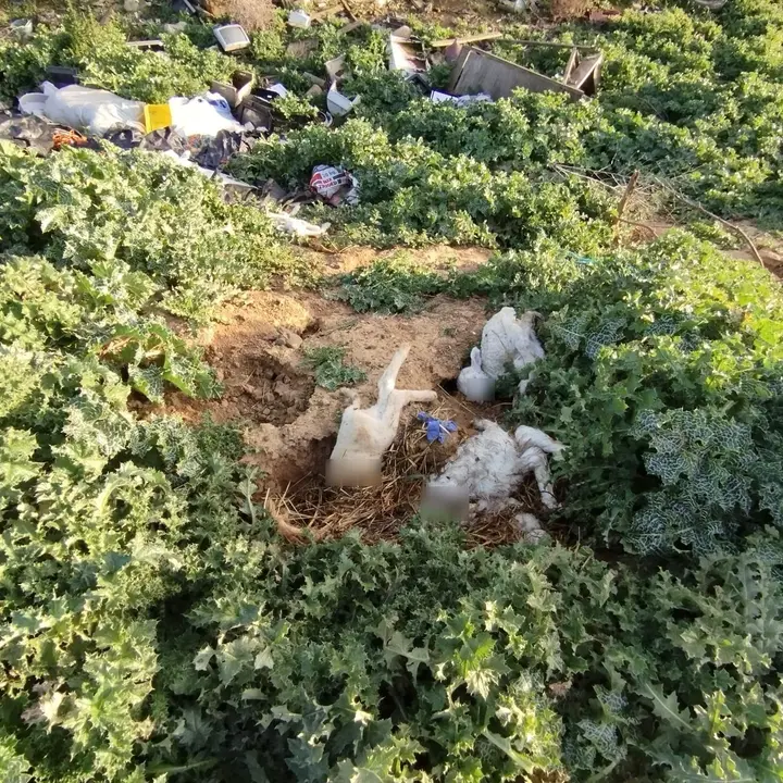 abandono de cadáveres de corderos