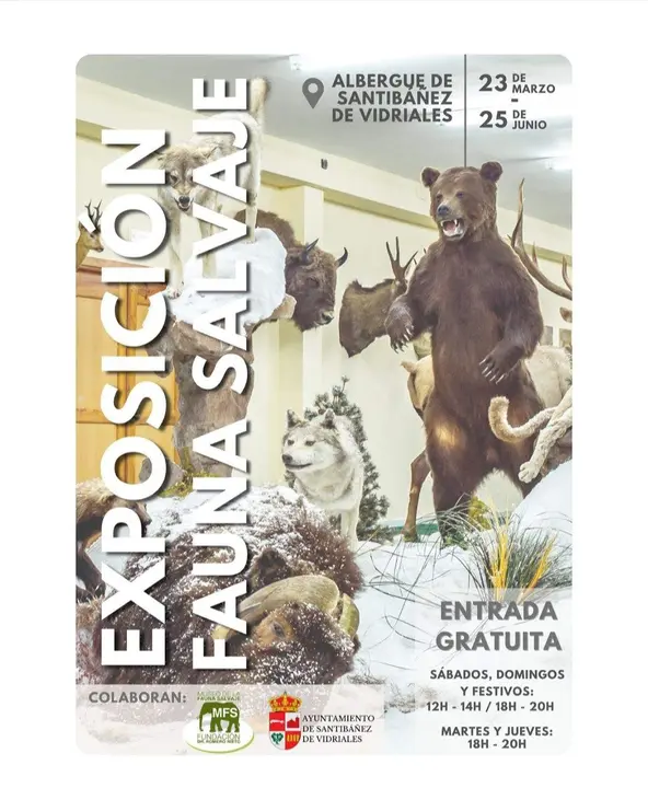 exposición fauna salvaje Santibáñez de Vidriales