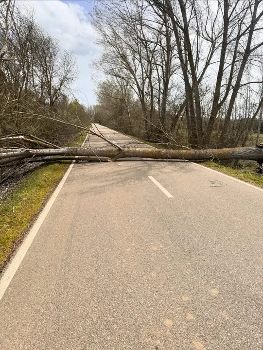árbol caído por el viento en Santibáñez de Tera. Imagen CEDIDA