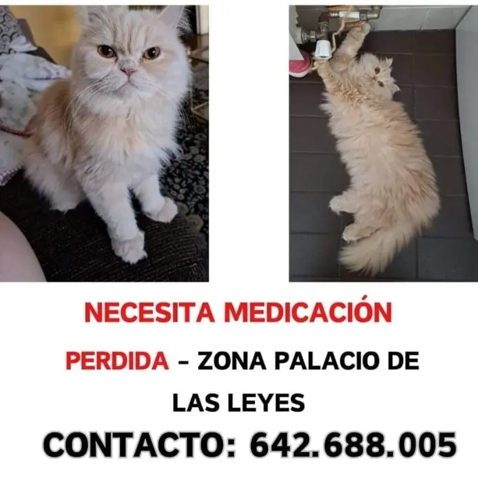 Gata extraviada en Toro