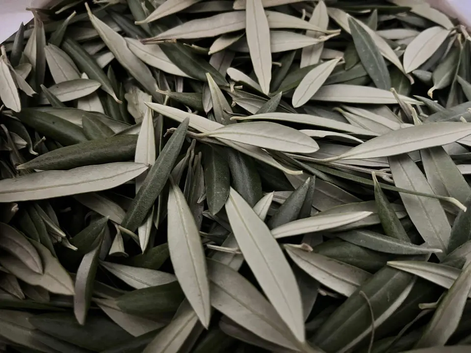 hojas de olivo