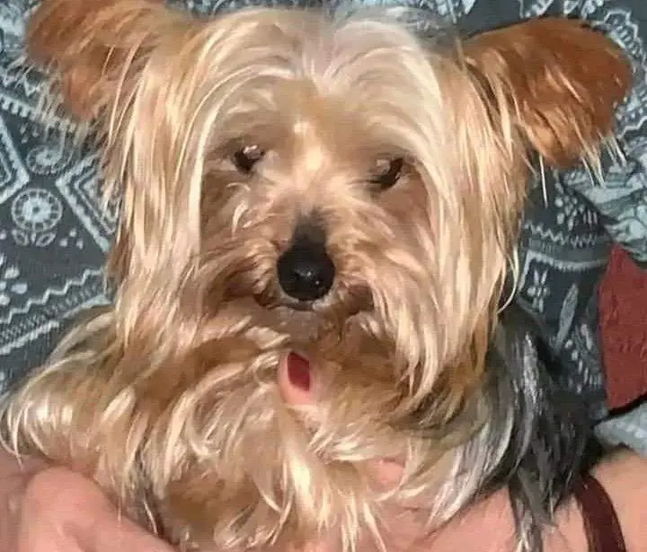Blanquita