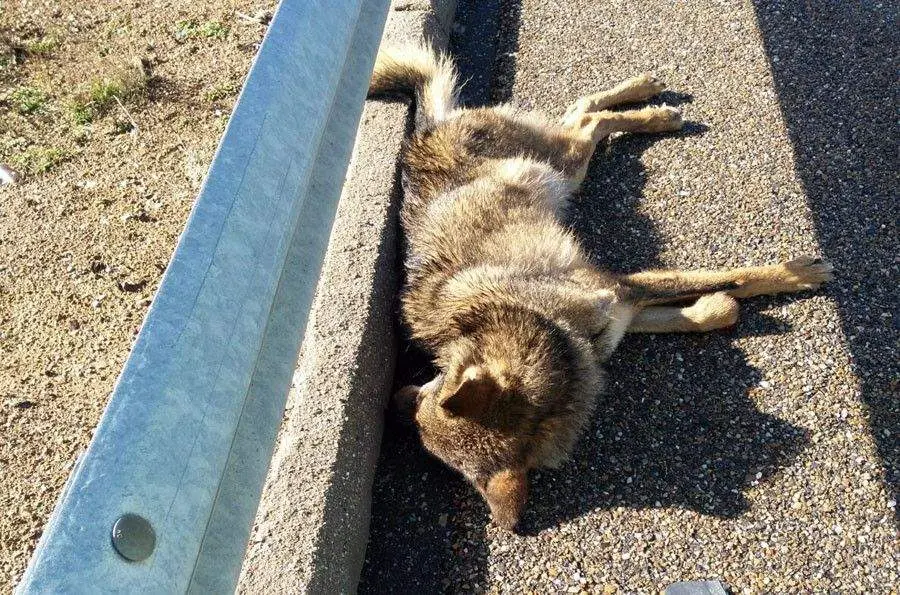 Lobo atropellado en la A 52 en Sanabria ecologistas en acción