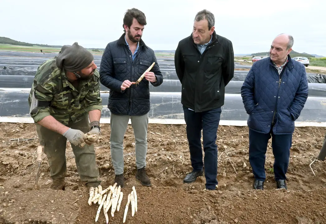 El vicepresidente visita una explotación de espárragos en Tudela