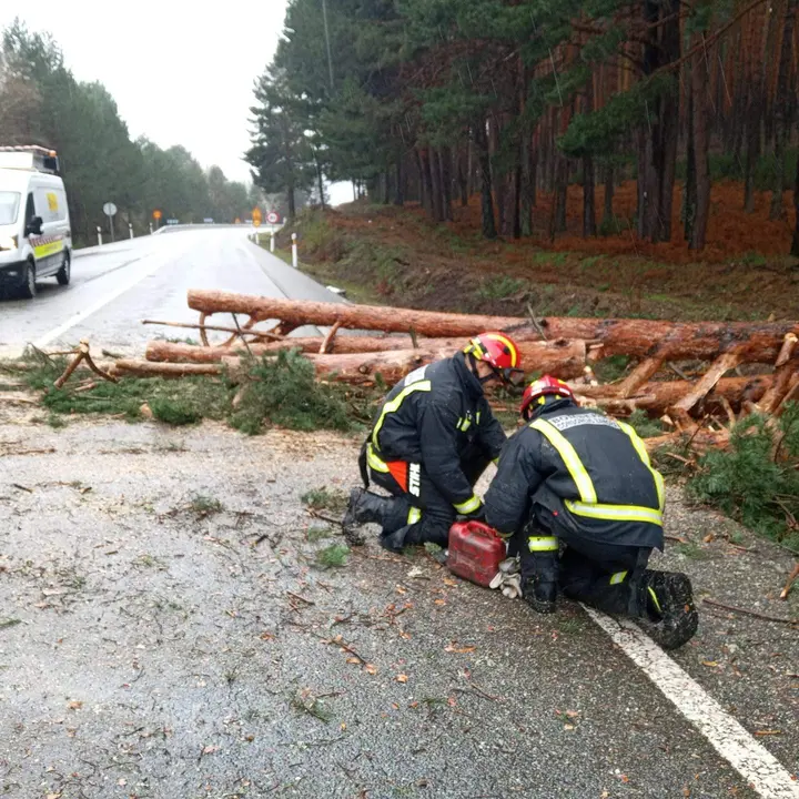 árbol caido en Requejo de Sanabria. Imagen Diputación