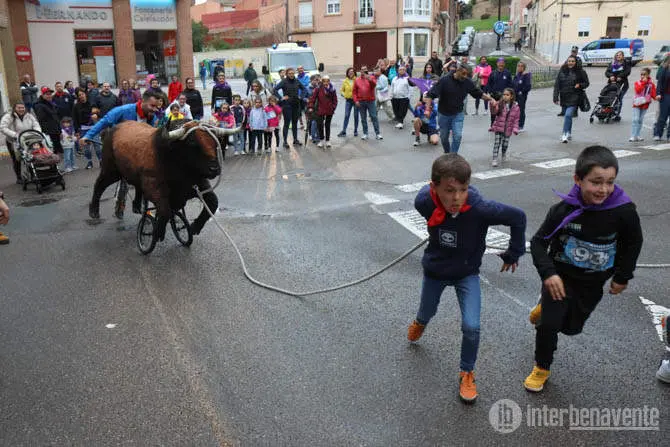 carrera Toro Enmaromado. Imagen Interbenavente